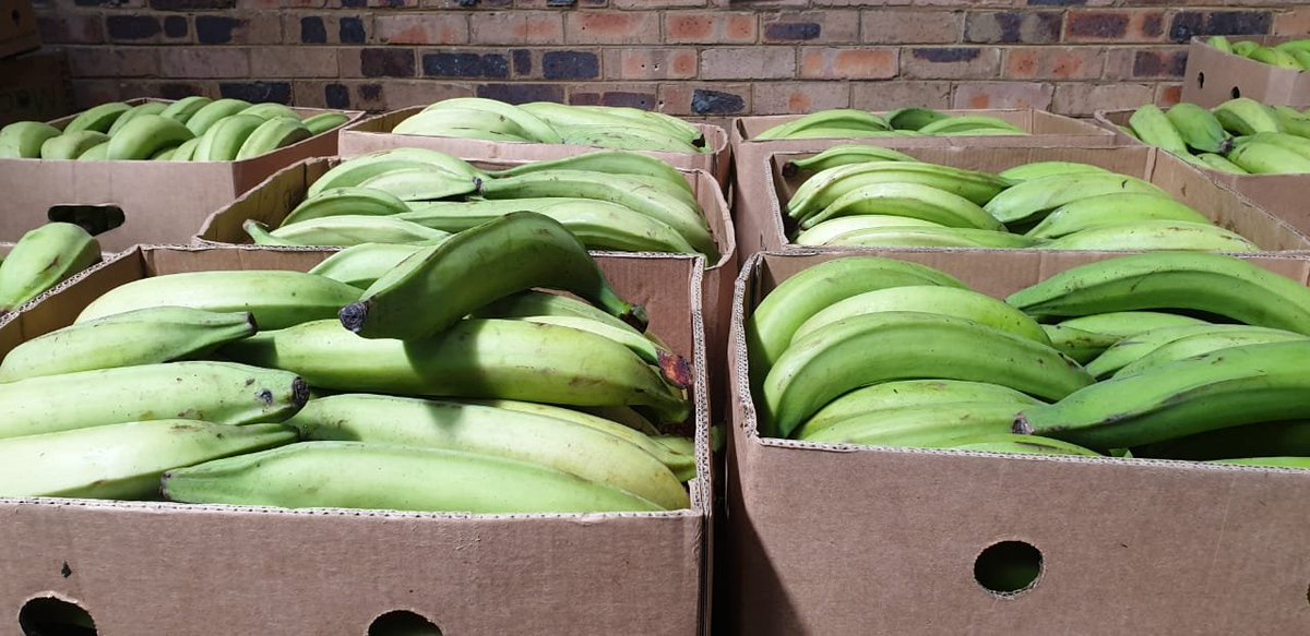 BertrandFoffe's tweet image. Qui connait un producteur de #plantain au #Cameroun qui est capable de produire le plantain au standard &quot;ready for export&quot; pour une quantité d&apos;un conteneur de 40 feets par mois?

On se professionnalise ou on reste dans la débrouillardise de 2 ou 3 hectares ?

Img: #foodFromHome