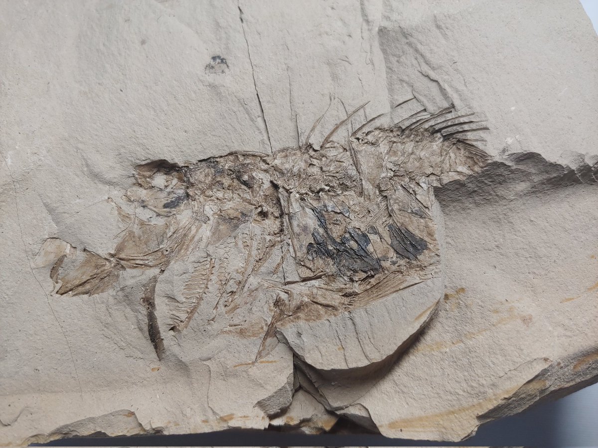 Stonezsi on Twitter: 