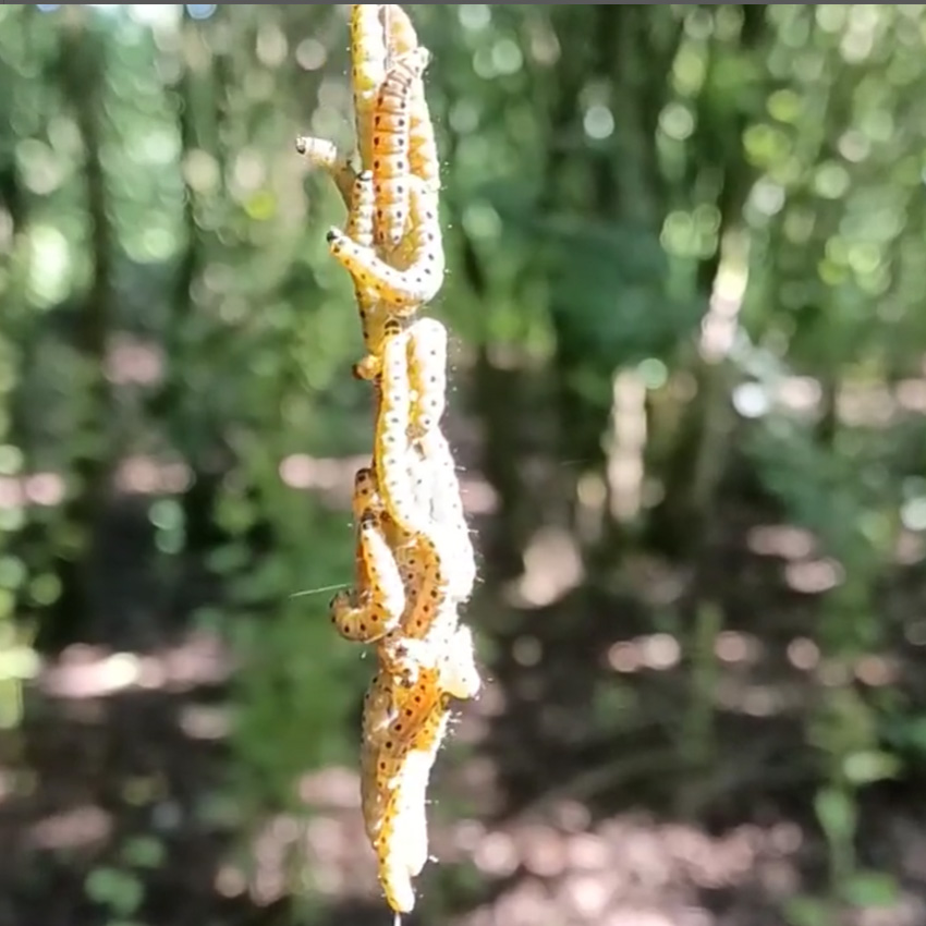 Love these photos from Muddy Puddles Forest School's Fletcher and the Caterpillar #StoryWalk at Foundry Wood - wonderful engagement, and they even found lots of real caterpillars to celebrate! 🐛🦋 #OutdoorLearning #ForestSchool #FletchersFourSeasons #FletcherAndTheCaterpillar