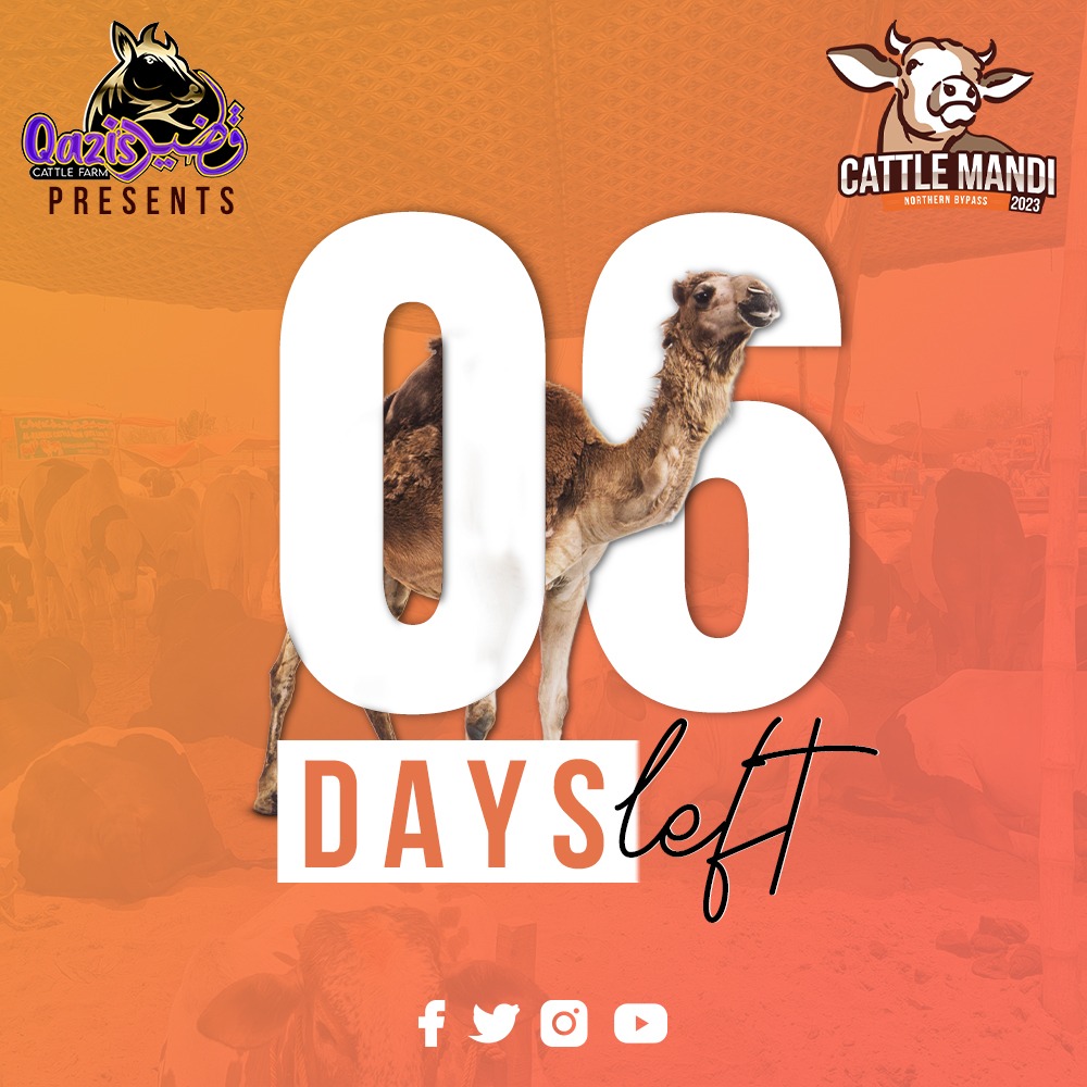 'Counting Down to Cattle Mandi 2023: Only 6 Days Left! 🎉🌙'
.
.
#cattlemandi2023 #qaziscattle #6daysleft #cowlovers #eiduladha2023 #LatestUpdates