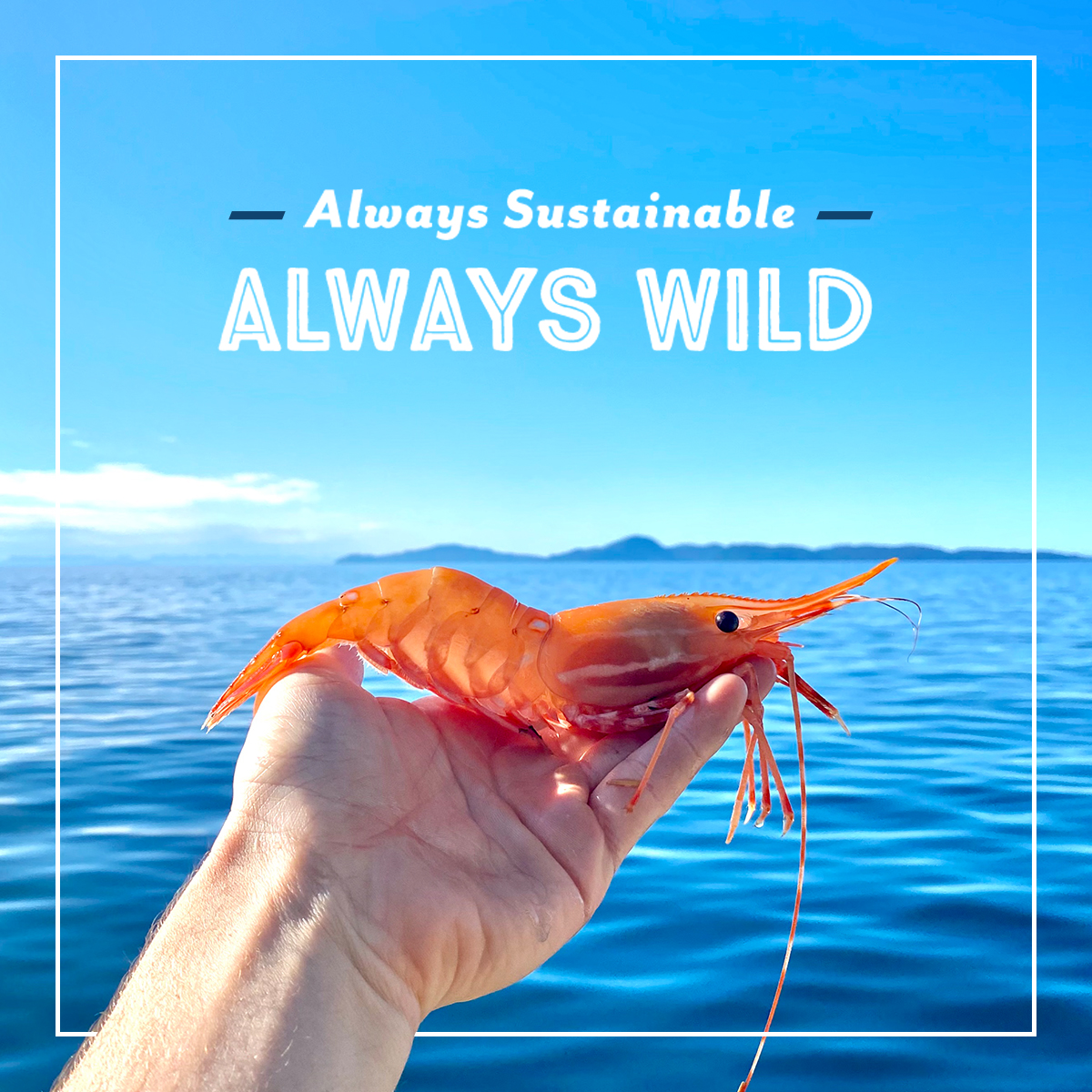 Always make a wild choice! 
🐟
#fishandco #wild #sustainableseafood #wildcaught