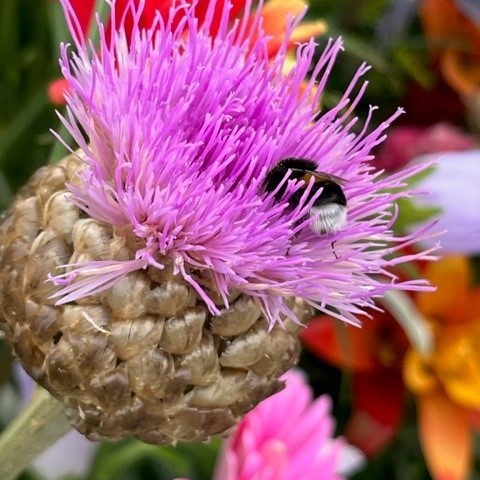 FloraHolland's tweet photo. Vandaag vertrekt de corsoboot van Royal FloraHolland om 13.00 uur vanaf Trade Parc Westland in Honselersdijk. Drie dagen lang varen er prachtig versierde boten met bloemen, planten en groenten door de wateren rond het Westland. Kom genieten!
#VarendCorso https://t.co/xn3zDdMDJb https://t.co/DNOFA3O3i9