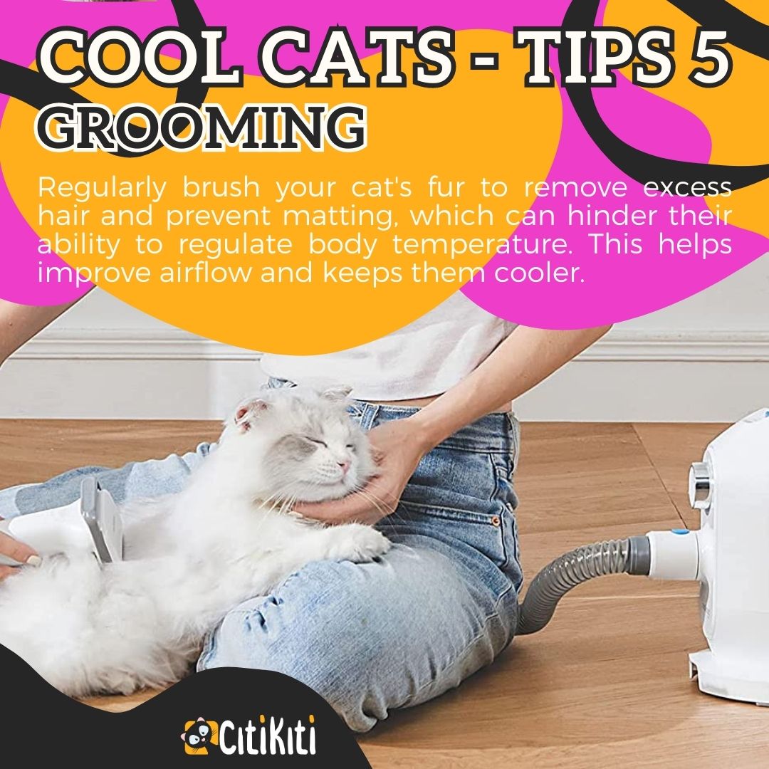 Continuing in the series of how to: “keep your cats COOL in the HEAT” today we are looking t grooming: zurl.co/jHaS 

#heatstroke #cathealth #besttips #catgrooming