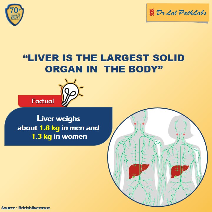 Our Liver does over 500 distinct bodily activities. Be cautious and take care of it.
#FactualFriday #Liver #LiverDiseases #LargestOrgan #LiverFunction #HealthyLifestyle #Facts #GetTested #BeSafe #DidYouKnow #DrLalPathLabs