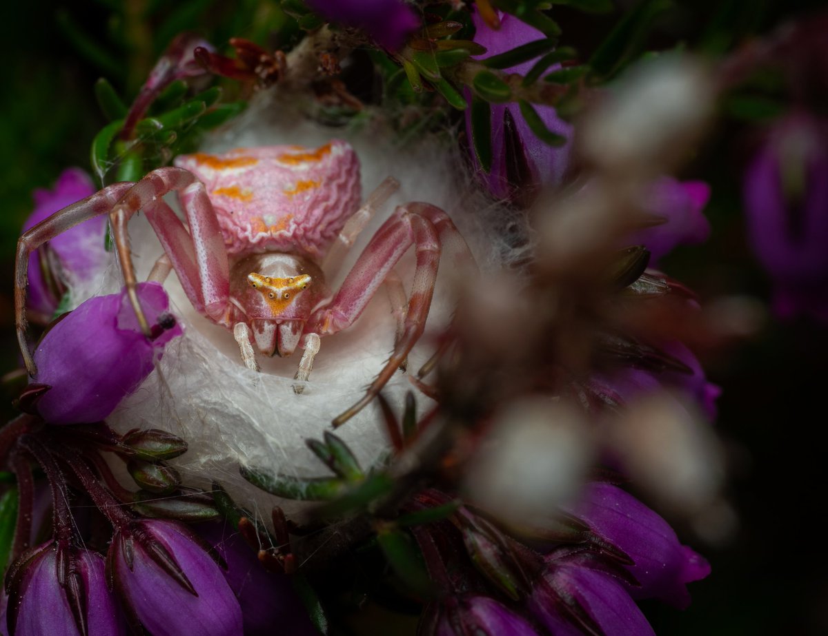 Pink crabby with eggs sack in situ amongst the heather, single shot.

Taken on the @omsystem.cameras
90mm 3.5f macro pro

@BBCCountryfile @RSPBArne #macro #Dorset #nature