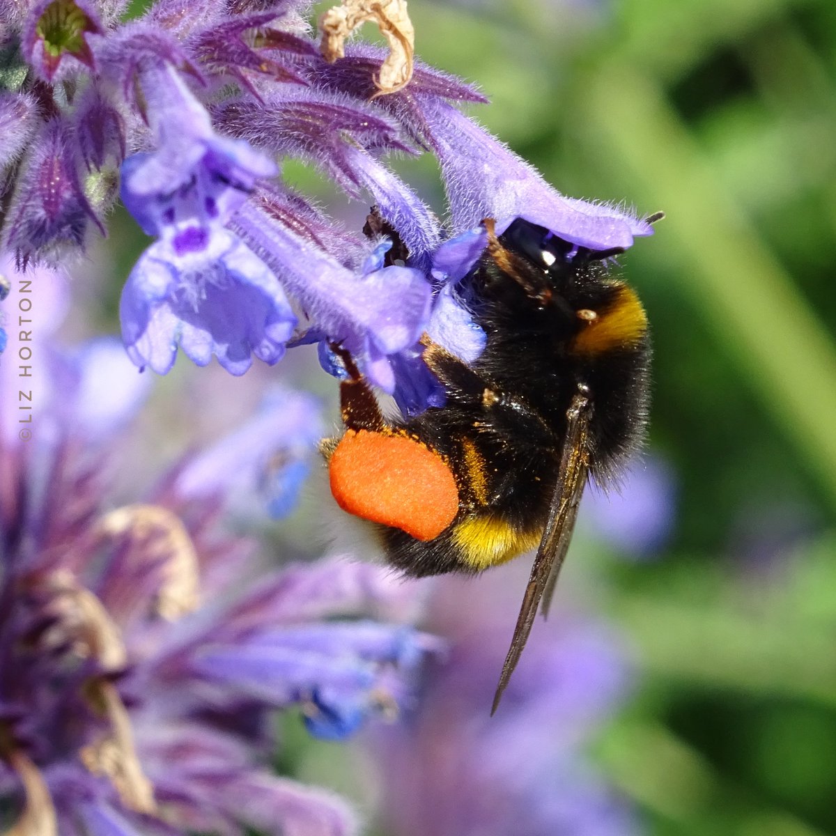 White-tailed #bumblebee
(Bombus lucorum)
Showing a very full pollen basket..
Feeding on Catmint/Nepeta
(Excellent food source for bees)
June 21, 2023 #photo 
#bees #insects #pollinators #photography
#InsectWeek #InsectWeek23
#BeeTheChange #SaveTheBees 
#naturelovers ... 🌱🐝💜🕊