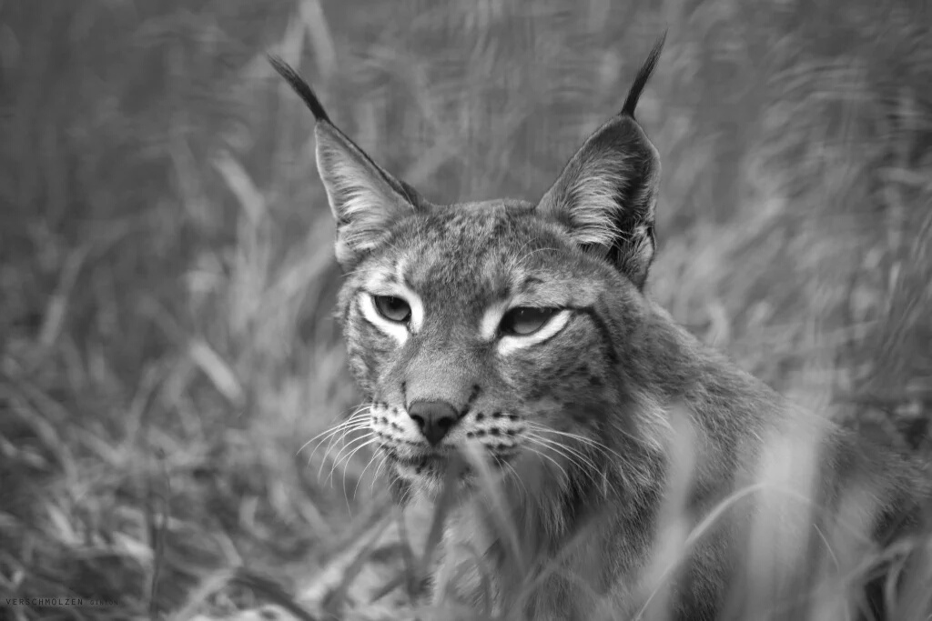 HourlyLynxes presents: