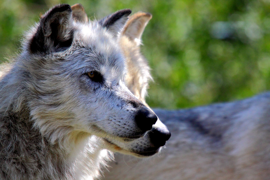 HourlyWolves presents: