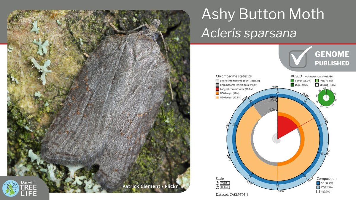 darwintreelife's tweet image. Our latest #DarwinTreeOfLife #GenomeNote: the Ashy Button🦋(Acleris sparsana)

Thanks to @diarsia @JamesHammond926 @GenomeWytham @OxfordBiology David Lees @NHM_Science @SangerToL and all who helped generate this #genome🧬  

📑Read more @WellcomeOpenRes:
wellcomeopenresearch.org/articles/8-241