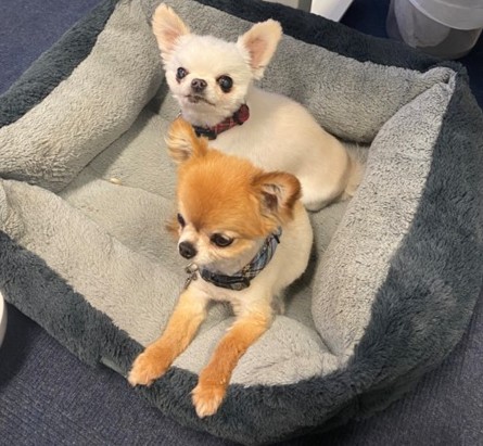 ParadiseComp's tweet image. To celebrate #BringYourDogToWorkDay, we&apos;re once again gracing your timeline with pics of our favourite office pups! (you&apos;re welcome). 

Check out our latest article to learn how pets can improve employees&apos; mental well-being. Read it here: bit.ly/448cJVL
