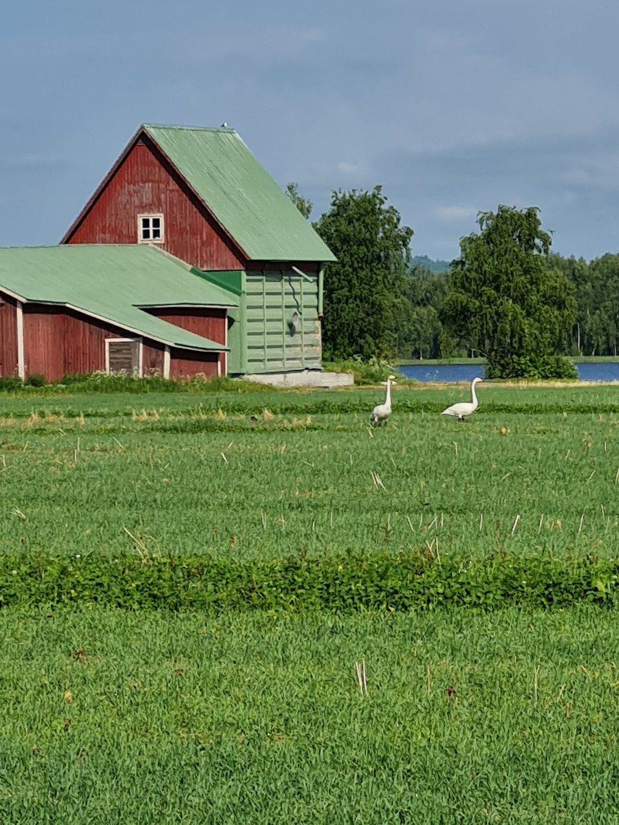 Mukavaa juhannusta kaikille.Kännykuva.