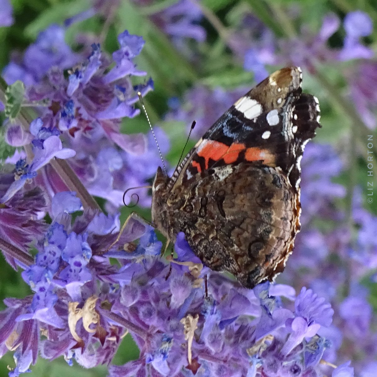 Fluttering by with a Red Admiral #butterfly on catmint..to wish you a Happy Day and relaxing weekend..
#nature #wildlife #photography
June 21, 2023 #photo 
#SaveButterflies #InsectWeek23
#InsectWeek #NaturePhotography 
Have a super day and #weekend..
#art #naturelovers ... 🌱💜🕊