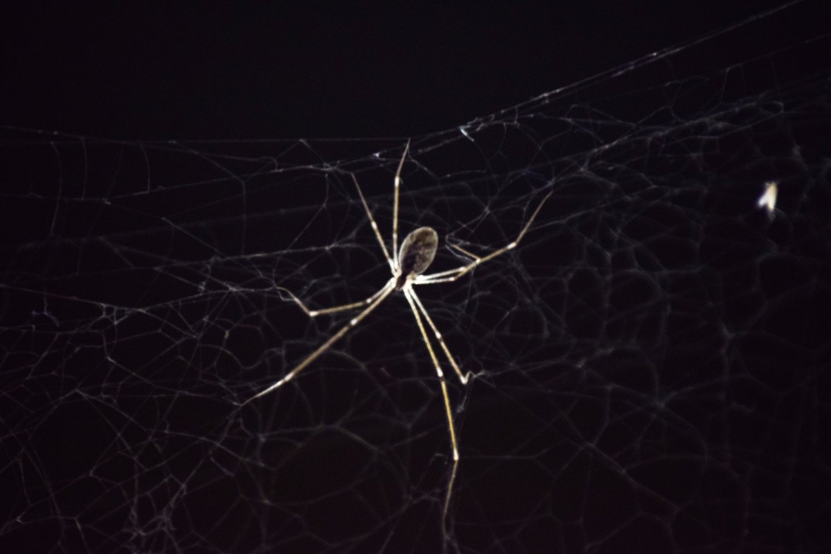 Making a house disgusting and full of webs, who can do it more better than the one and only Harvestmen. (Daddy Long Legs) #arachnids  #daddylonglegs #spiderspecimen #nationalgeographicchannel #natgeoyourshot  #gettyimages #gettyimagescontributor