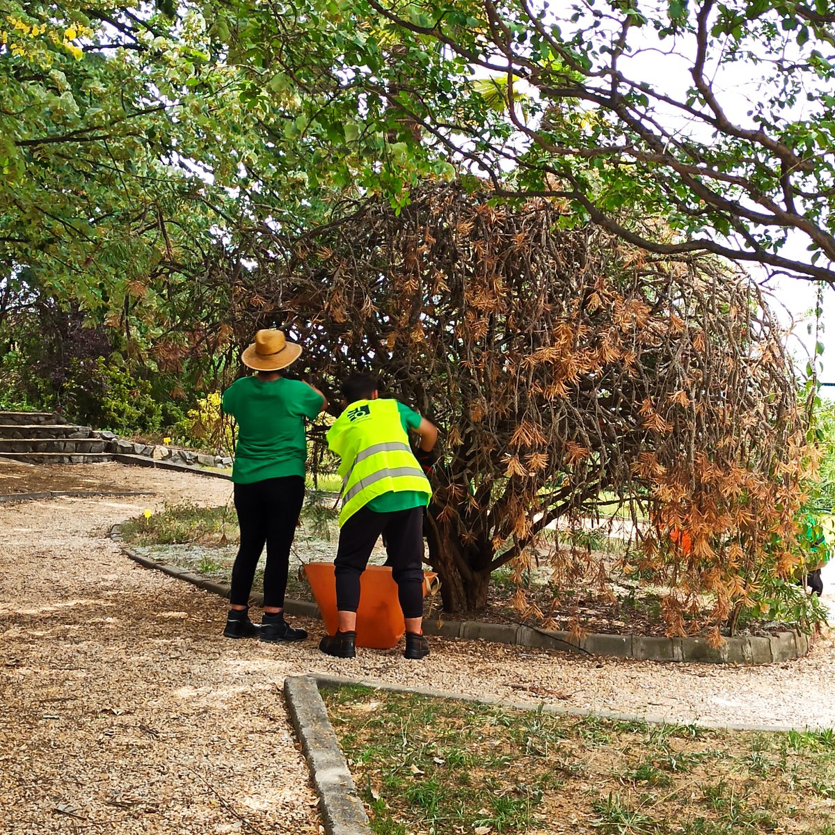 CIFO Santa Coloma tweet media