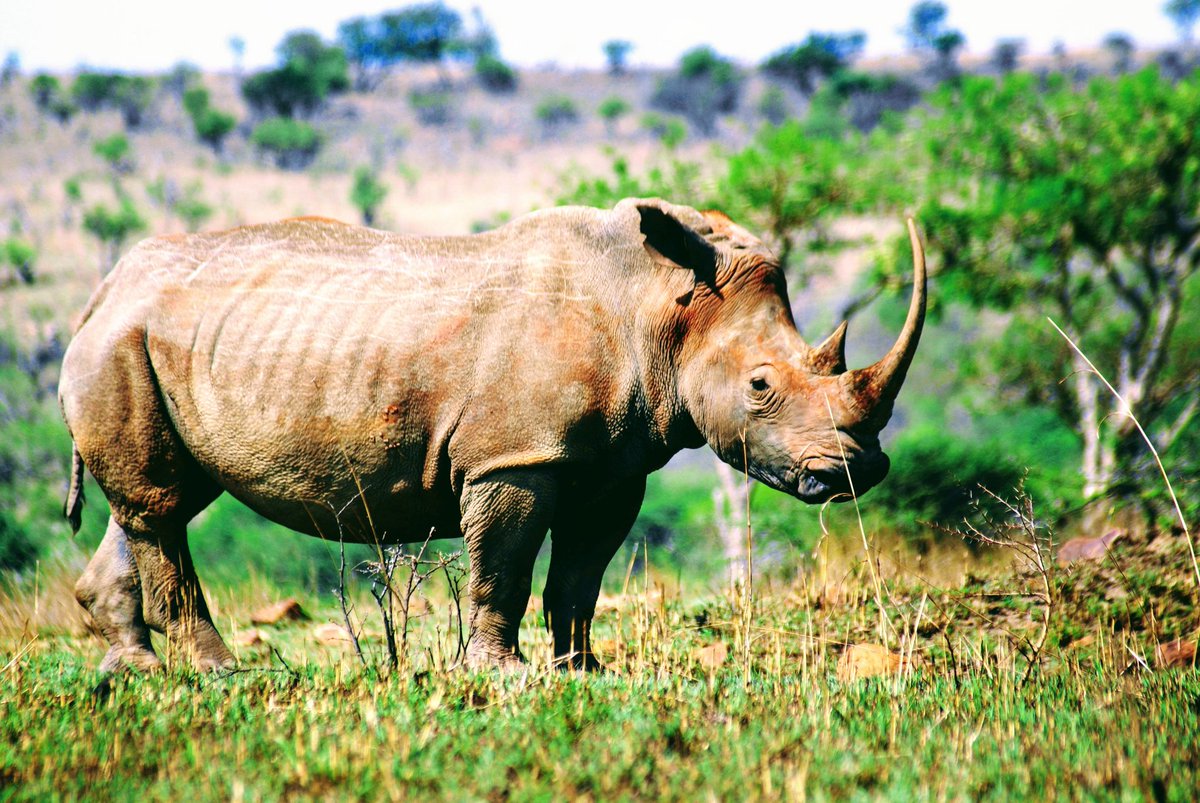 #RhinoFriday.