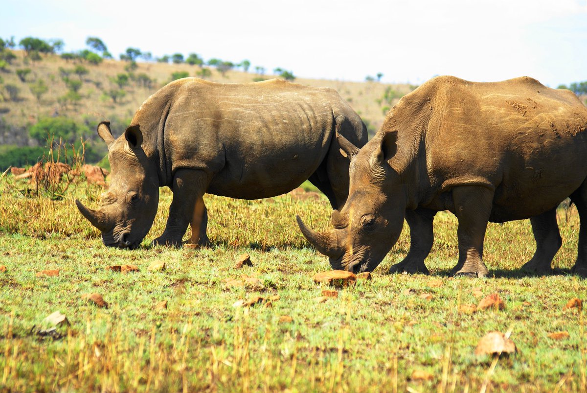 Mowing the lawn. 
#RhinoFriday
