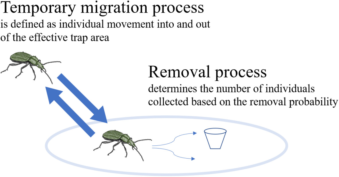 InsectDiversity's tweet image. Examining the bias of #pitfall traps with enclosure experiments and removal sampling: doi.org/10.1111/icad.1… #Carabidae #PopulationDensity #SamplingBias