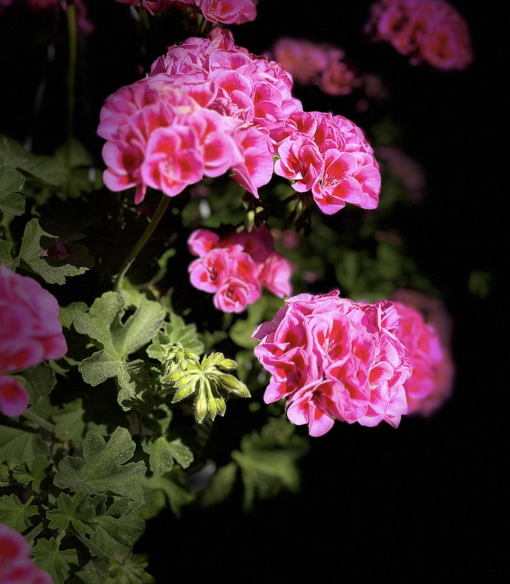 Frolicking under the sun - cheers to Midsummer #juhannus #midsummer #midsommer #mittsommer #photography #flowerphotography #ThePhotoHour #MacroHour #channel169 #gardenphotography #fleurs #真夏 #성하