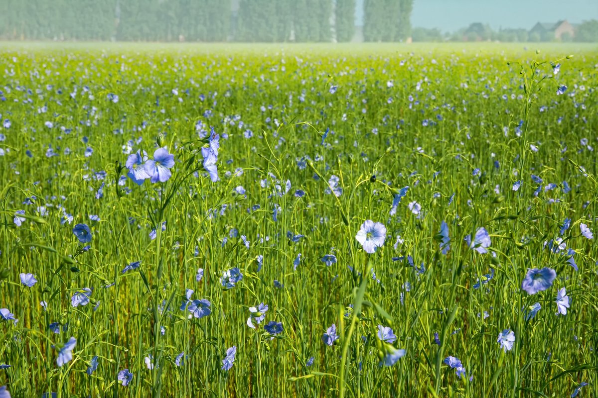 #vrtweer Waregem, de zon maakt zich klaar om op volle kracht het weekend in te gaan
<a href="/MeteovistaBe/">meteovista.be</a>
<a href="/Weerbord/">Weerbord☀️☔️</a>
#weerbericht #meteo #weerfoto
<a href="/meteobenl/">KMI</a>
<a href="/BuienradarBE/">BuienradarBE</a>
<a href="/Texturekortrijk/">Museum Texture</a>
#vlassafari