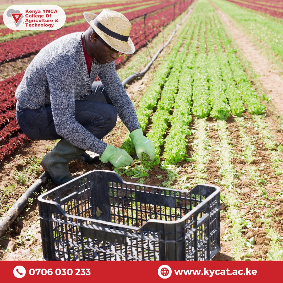 KenyaYmca's tweet photo. Did you know that about 25 percent of the world's population work in agriculture?

If you're passionate about working with animals, crops, and resources that contribute to the development of the economy, then a career in agriculture will be the best option for you.

#KYCAT https://t.co/ePJCz9540a