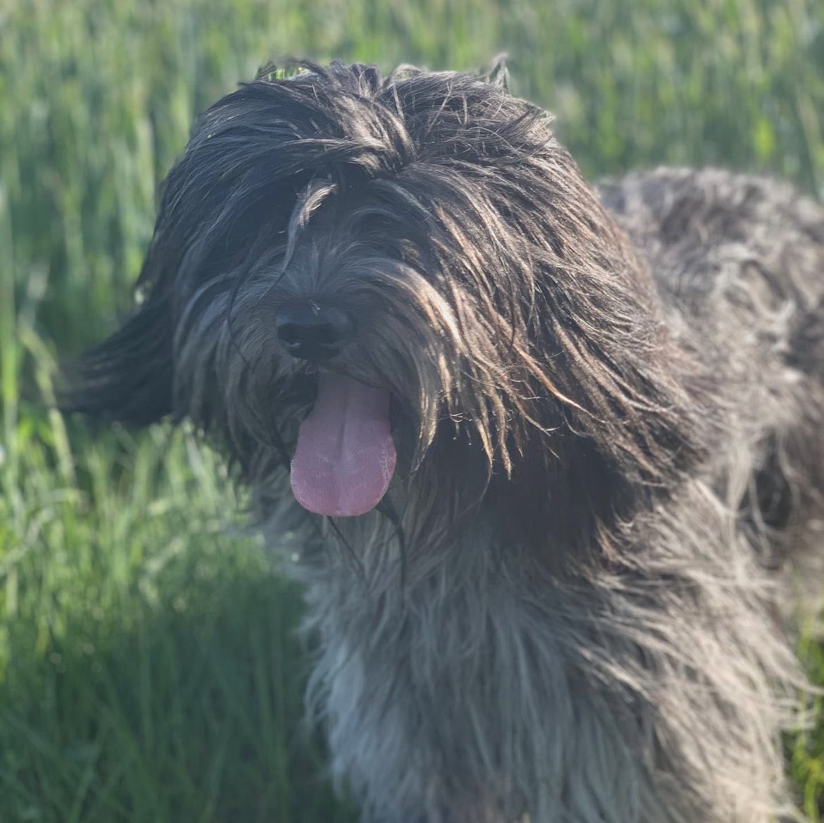 Håkan Hellqvist tweet media