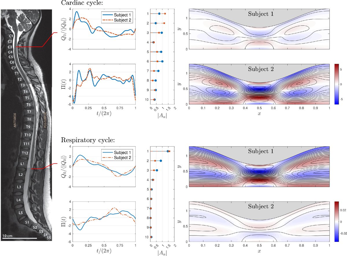 New paper alert! Here, we analyze the secondary flows that appear under pressure gradients of complex waveform, present in many oscillatory physiological flows.  This problem is investigated by asymptotic and numerical methods.