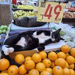 八百屋で当たり前のように猫がまぎれてる。猫店主「よーしお姉さん可愛いから僕をオマケしちゃう☆」