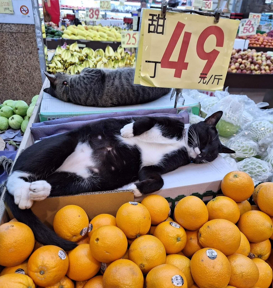 八百屋で当たり前のように猫がまぎれてる。猫店主「よーしお姉さん可愛いから僕をオマケしちゃう☆」