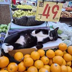 八百屋で当たり前のように猫がまぎれてる。猫店主「よーしお姉さん可愛いから僕をオマケしちゃう☆」