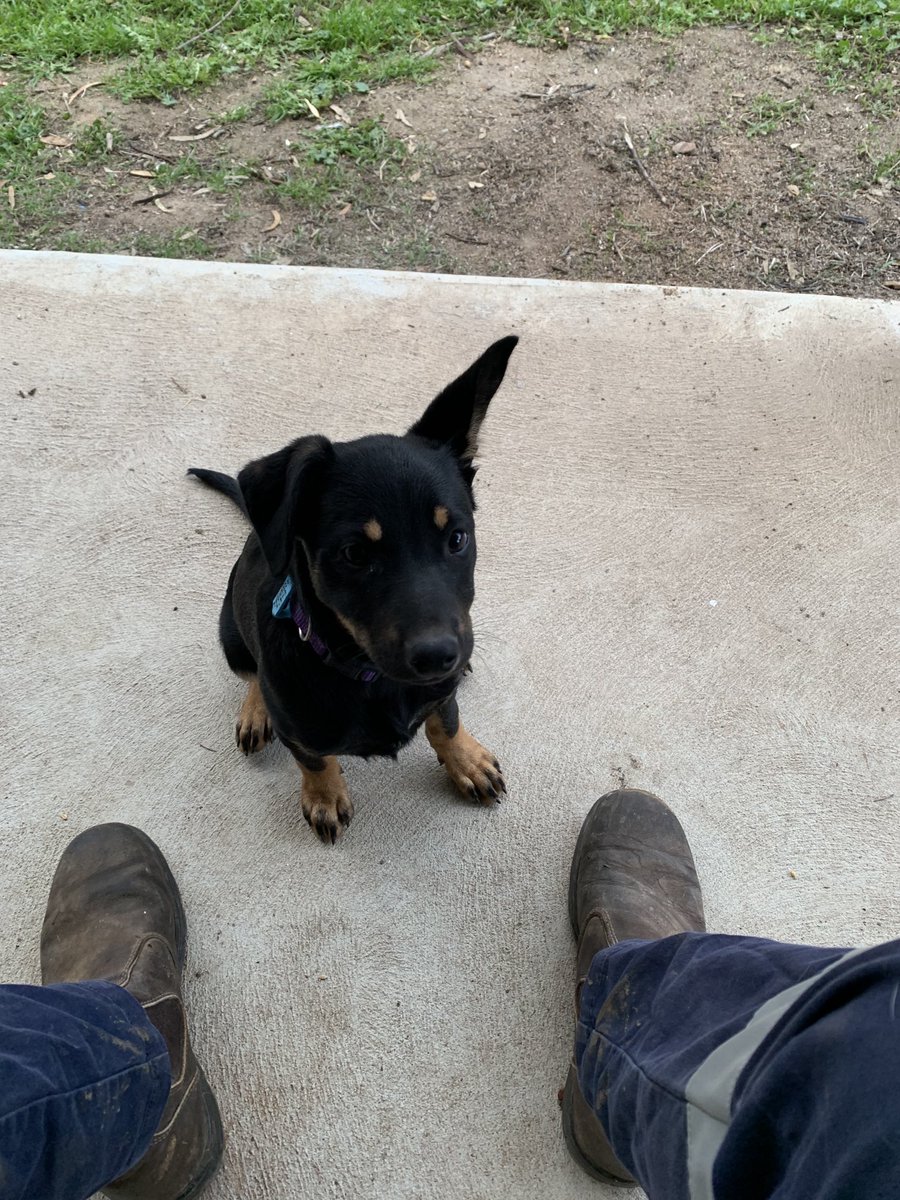 Welcome to the family Pepper