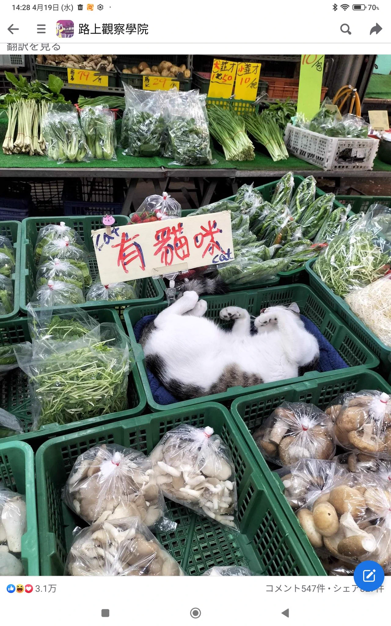 八百屋で当たり前のように猫がまぎれてる。猫店主「よーしお姉さん可愛いから僕をオマケしちゃう☆」