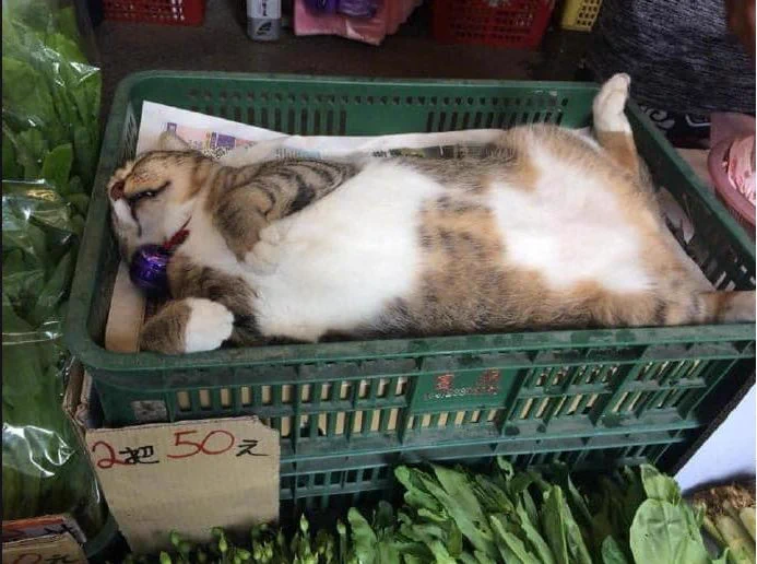 八百屋で当たり前のように猫がまぎれてる。猫店主「よーしお姉さん可愛いから僕をオマケしちゃう☆」