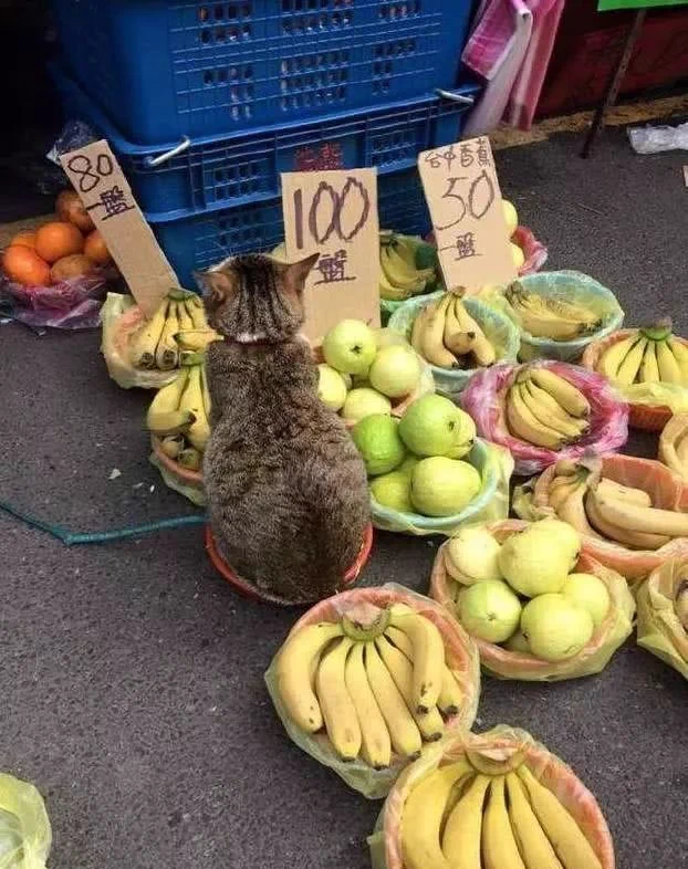 八百屋で当たり前のように猫がまぎれてる。猫店主「よーしお姉さん可愛いから僕をオマケしちゃう☆」
