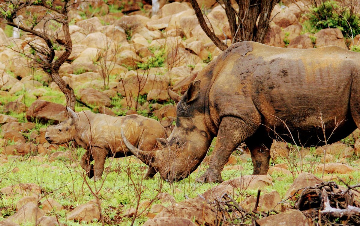 The queen and her little princess.
#RhinoFriday