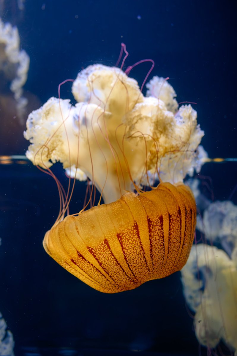 Jellyfish always look so majestic.