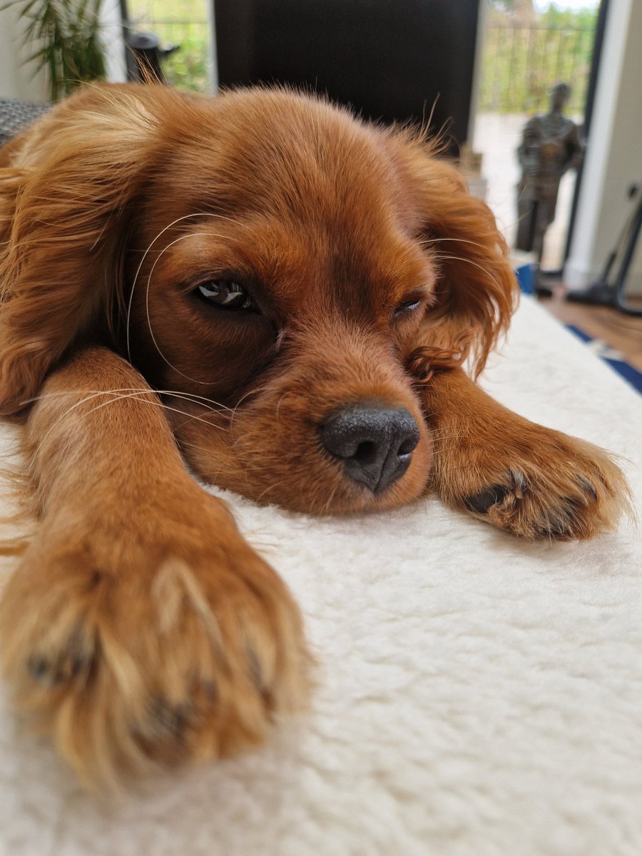 Its tough being a puppy so I think I'll have a little chill out time 💙 #dogs #puppy #PuppyLove #Cavalierkingcharles