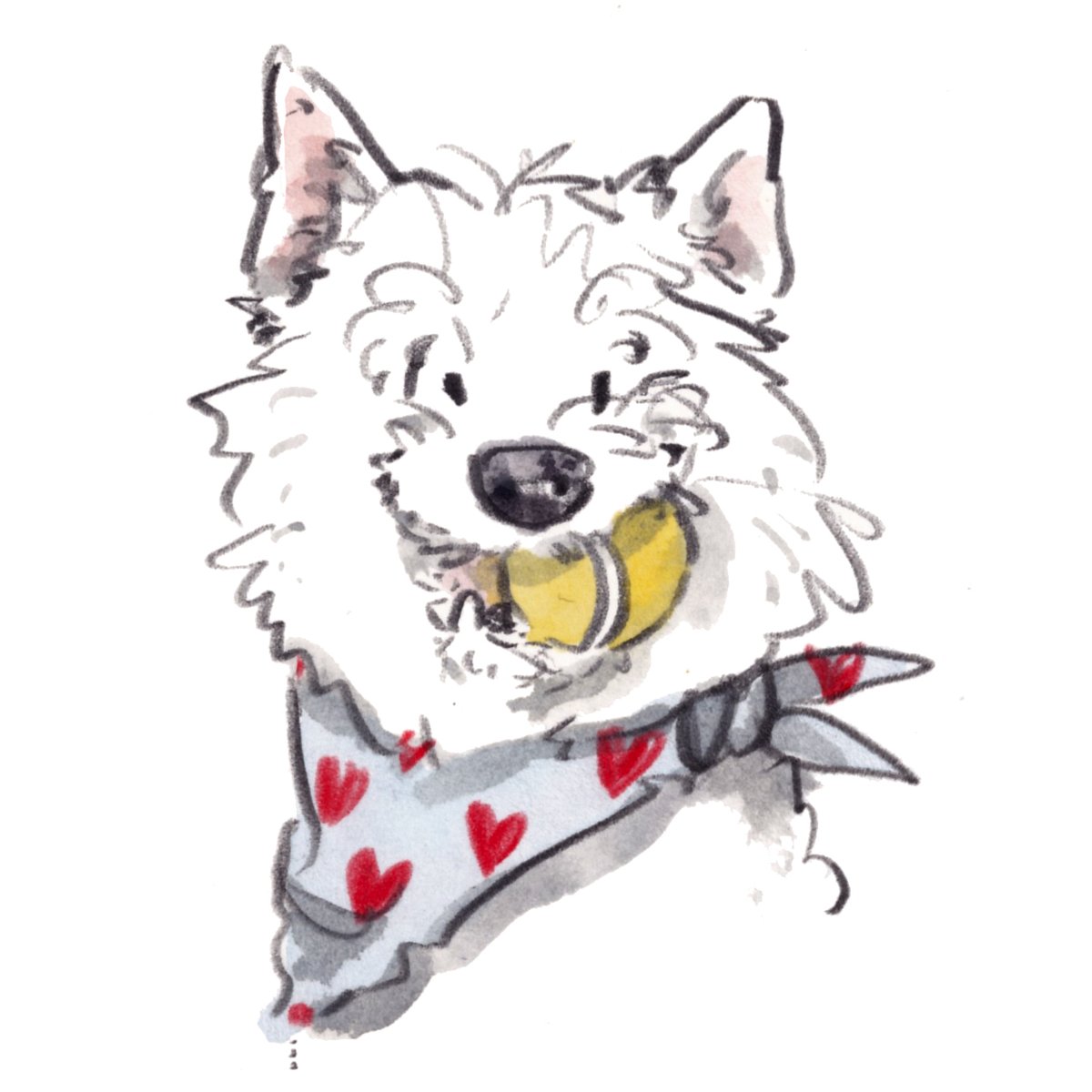 I hope that you are having a fab Friday so  far, lovely people and lovely dogs.
Here is a big westie smile for you. 
I'm wishing you the very best for the rest of your day. 
#hoorayfordogs #westie #tennisball