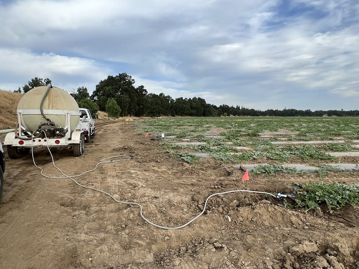 Chemigating #Trichoderma #biofungicide to #watermelon in this cool beautiful morning. This soil derived microbe is widely formulated and used as a preventative biologics for soil fungal pathogens while reducing the use of toxic pesticides.