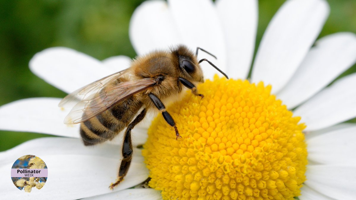 🐝🌱 This #pollinatorweek, you can create a pollinator-friendly native plant list!

Create your plant list by selecting your region, using the first 3 digits of your postal code and filtering plants based on your pollinator planting needs ➡ ow.ly/sHEK50OMSSq