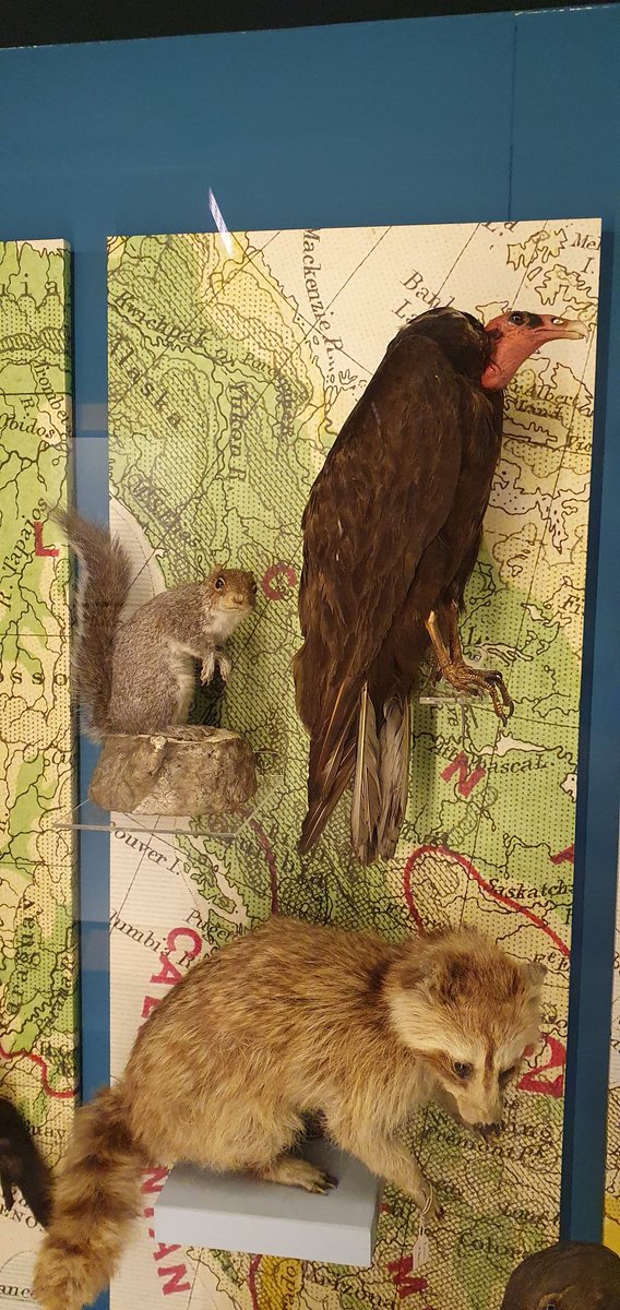 badtaxidermy's tweet photo. https://t.co/N9wX5BTtIn