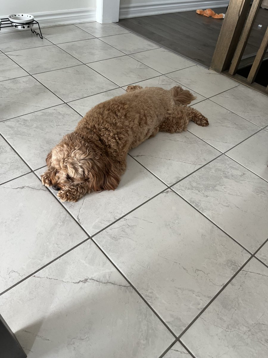 Um cachorro passando na sua timeline!