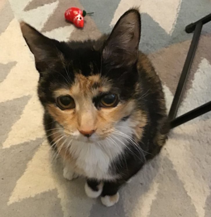 HealingPurrsPaw's tweet photo. Finkin of sweet #Setzer aka @setzacat, who had her 1st #Angelversary on June 17f wif #LUVnREMEMBRANCE ❤️🌈🌟
Comfurtin huggiez 2 hoomum @JewelrySeraphim
#HealingPurrsPawty #pawcircle #AngelGang #OTRB https://t.co/Cu95Rl9ai2