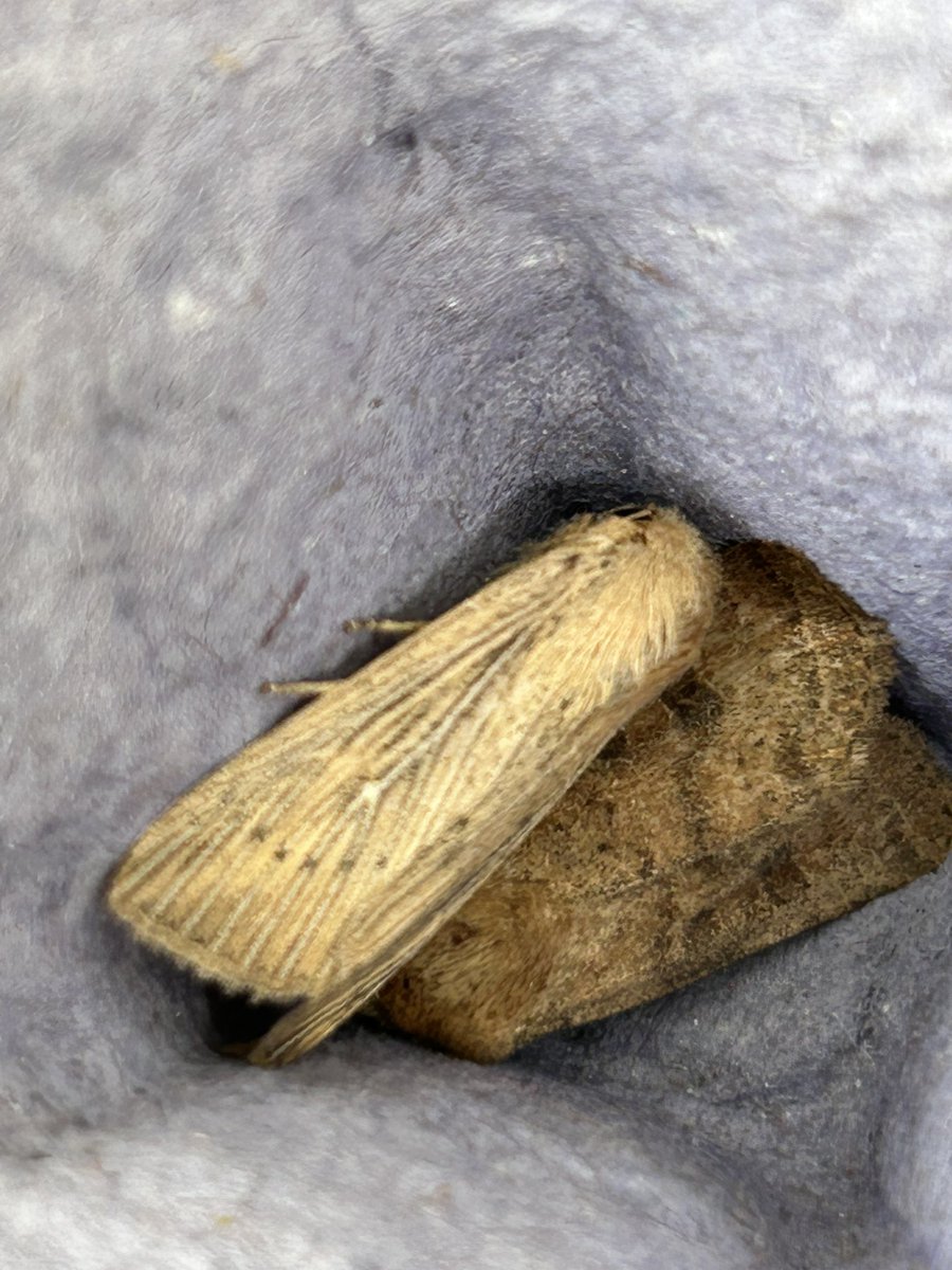 Gravesneil's tweet image. Obscure Wainscot and Swallowtail from this morning, only a handful of records for #vc55  for Obscure Wainscot #moths