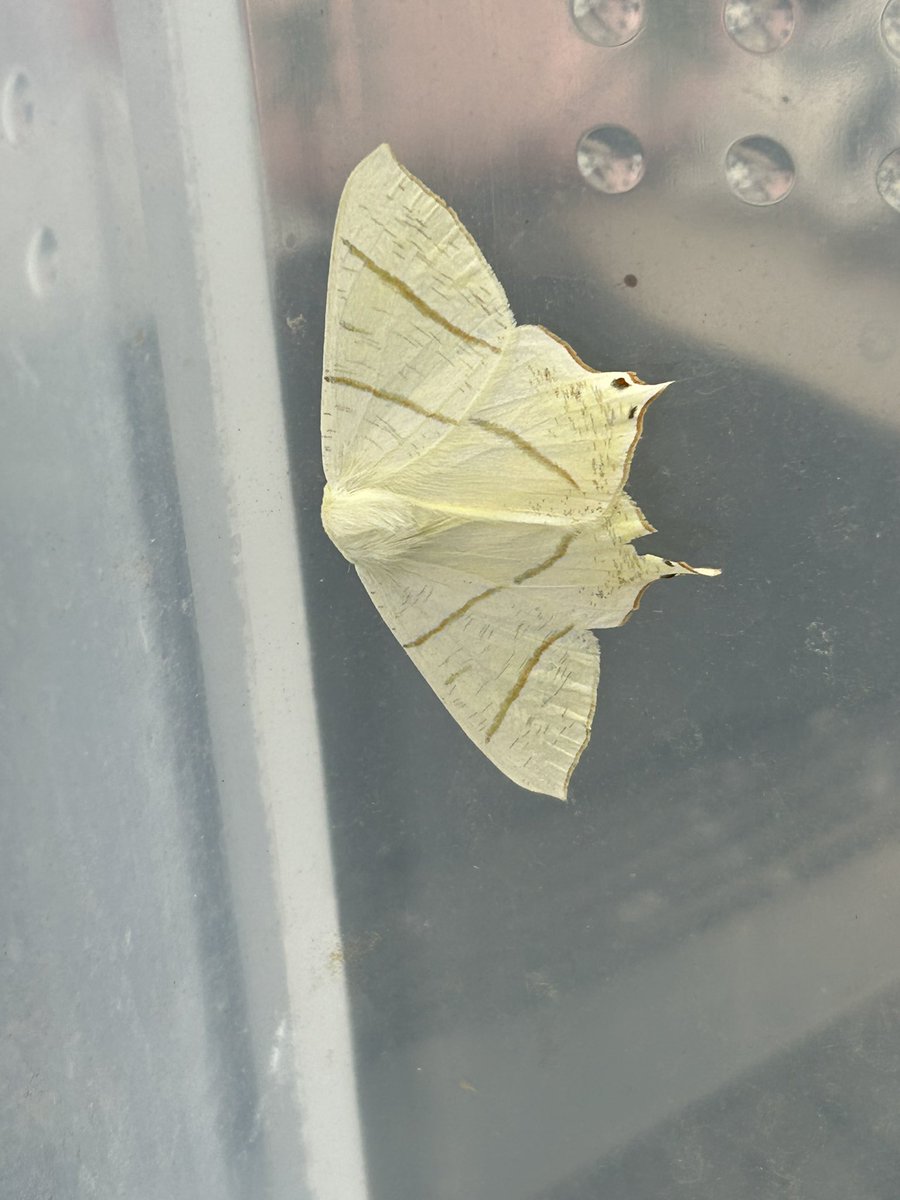 Gravesneil's tweet image. Obscure Wainscot and Swallowtail from this morning, only a handful of records for #vc55  for Obscure Wainscot #moths