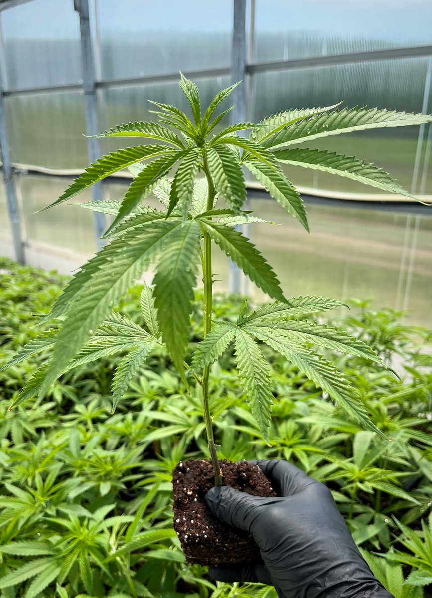 Greenman Acres tweet media