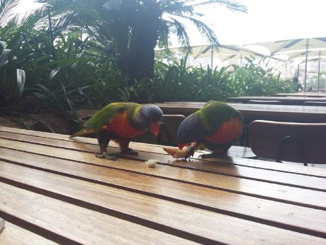Greetings from Sydney Australia! Colourful parrots called Rosellas Photo taken by me at the Art Gallery Cafe