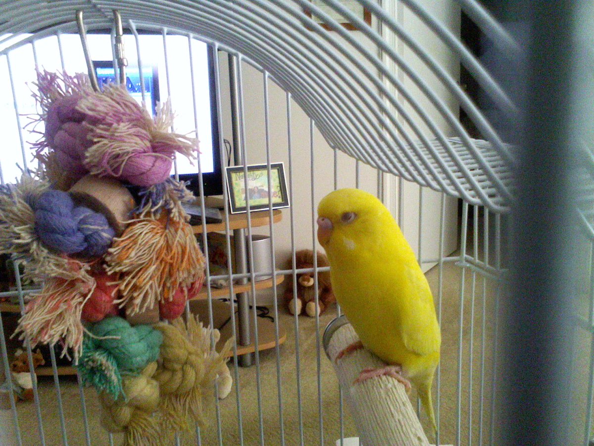 CosmicLifeOfMe's tweet photo. It's been 6 years since you flew into the cosmos. You are still missed, you silly little bird! β€οΈππ’
Spreading the #EnergyCosmic, #Krunchie still loved. https://t.co/0GO1qiuweG