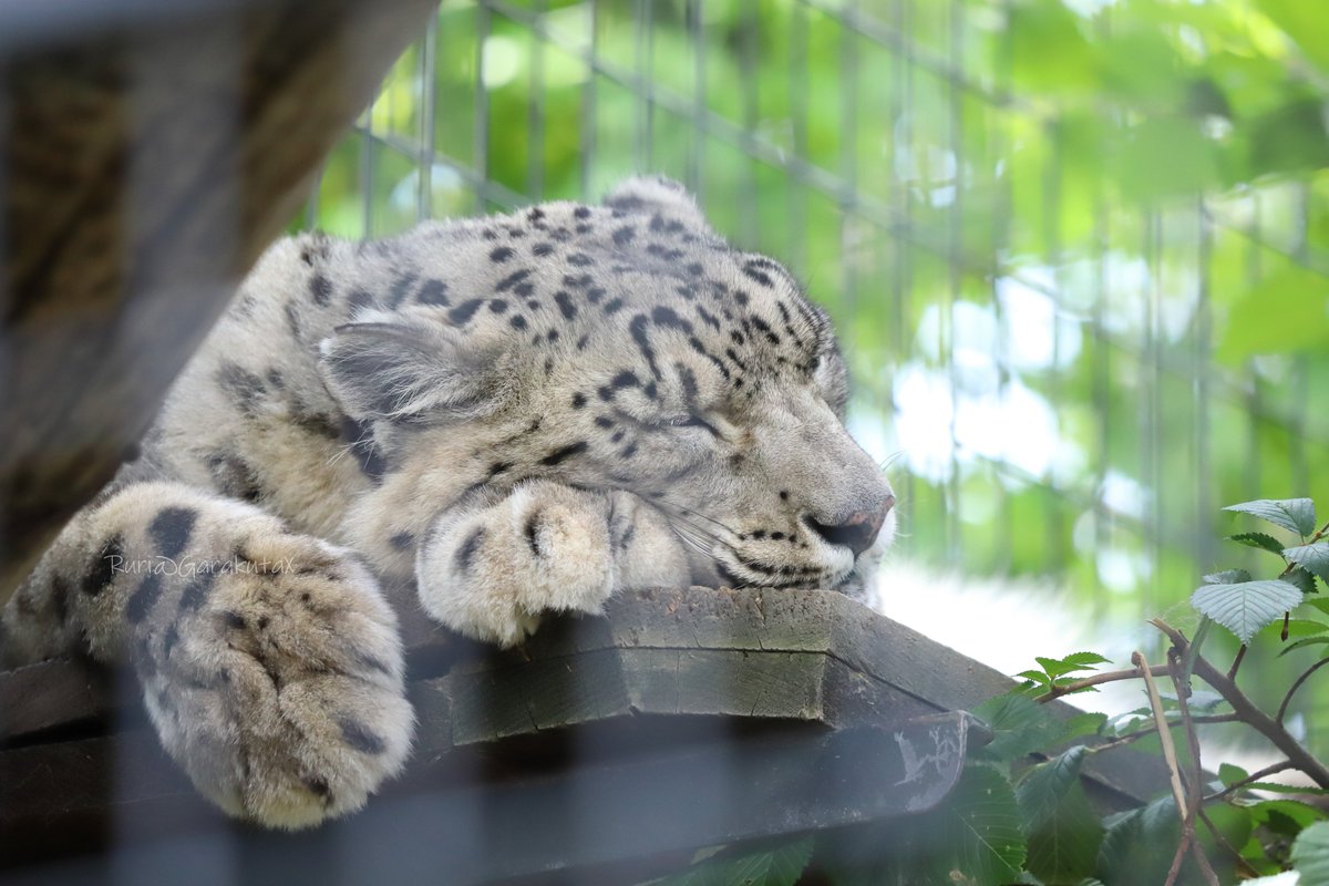 円山写ん歩
すよすよ
***
Maruyama zoo walk
Good season for a nap
***
🐾
🐾
#円山動物園 #ユキヒョウ #シジム
#maruyamazoo #snowleopard #sizim