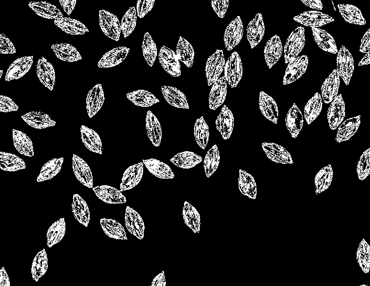 cropsandbops's tweet photo. trialing methods for seed morphometric analysis, trying to save lots of time/not go blind measuring thousands of fonio seeds #sscpdtp @Kew_MSBUK  @HerbierGuinee 🧐 https://t.co/DF6JNYUtvA
