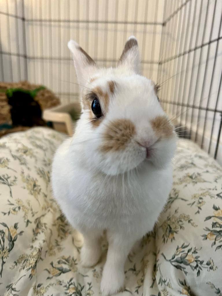 Little Tofu is an adult bunny rabbit from #FountainValley, CA. petfinder.com/petdetail/6449…
